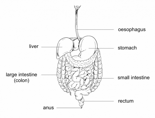 Organs of the digestive system